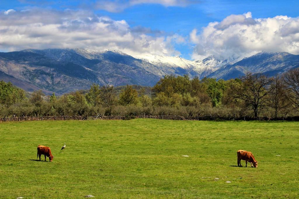Apartamentos Rurales Entre Fuentes Cuacos De Yuste Zewnętrze zdjęcie